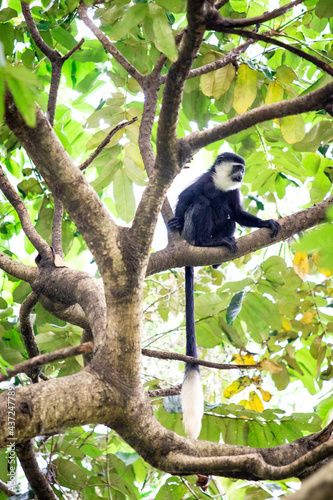 Singe Colobus guereza en Ouganda