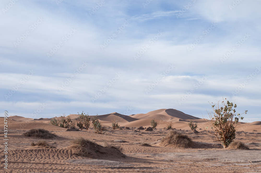 endless expanses of the Sahara huge sand dunes at dawn of sunrise 