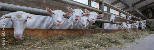 Goats at goat farm Netherlands. Agriculture.