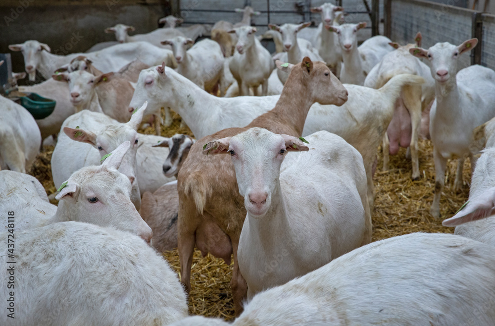 Goats at goat farm Netherlands. Agriculture. Goats at goat farm Netherlands. Agriculture.