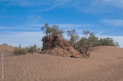 last islands of green trees ant desert rukola arugula in the begining of endless expanses of the Sahara photo