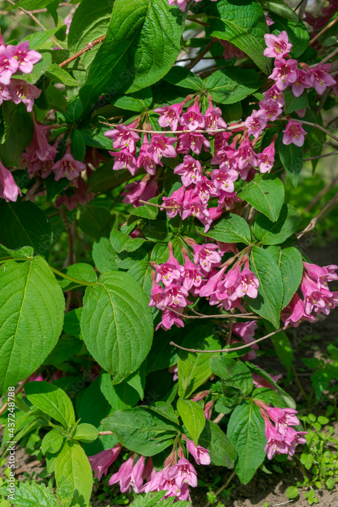 Pink flowers among green leaves on a bush Pink flowers among green leaves on a bush