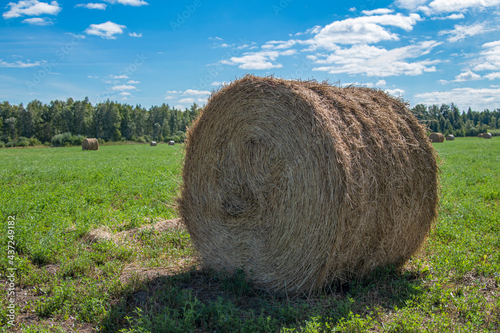 Hay in round bales lies on the field. Haystack. Rural life. Hay close-up against the background of green mown fields and the blue sky. Hay in round bales lies on the field. Haystack. Rural life. Hay close-up against the background of green mown fields and the blue sky.