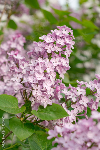 Lush branches of lilac and green leaves