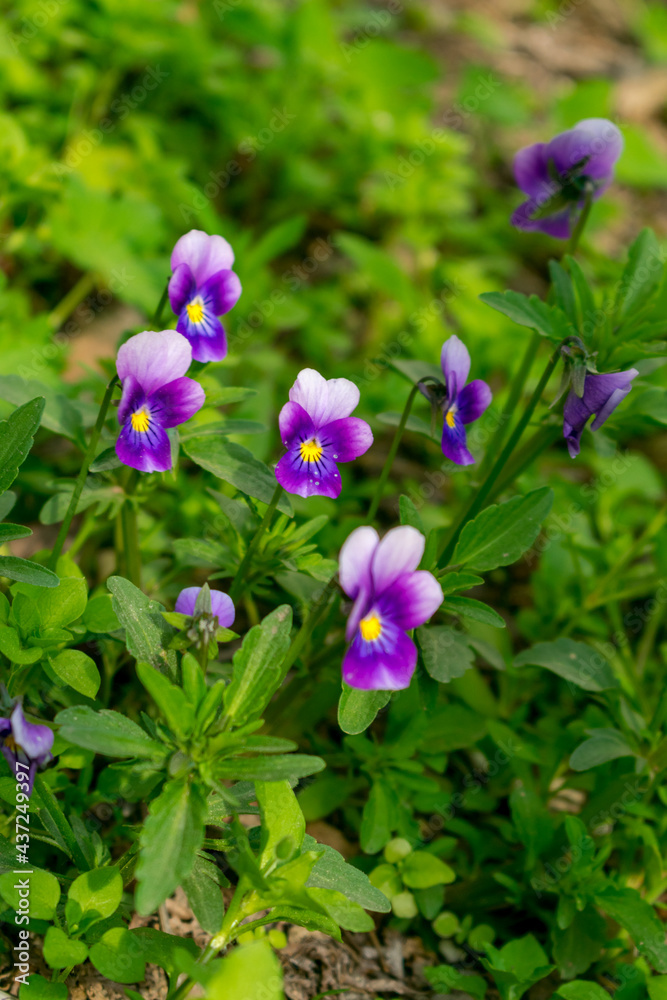 Purple pansies among green grass