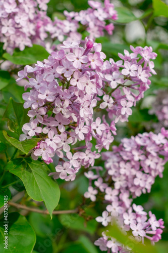 Lilac flowers on a green background © Tishina