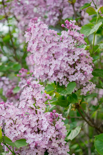 Lush branches of lilac and green leaves