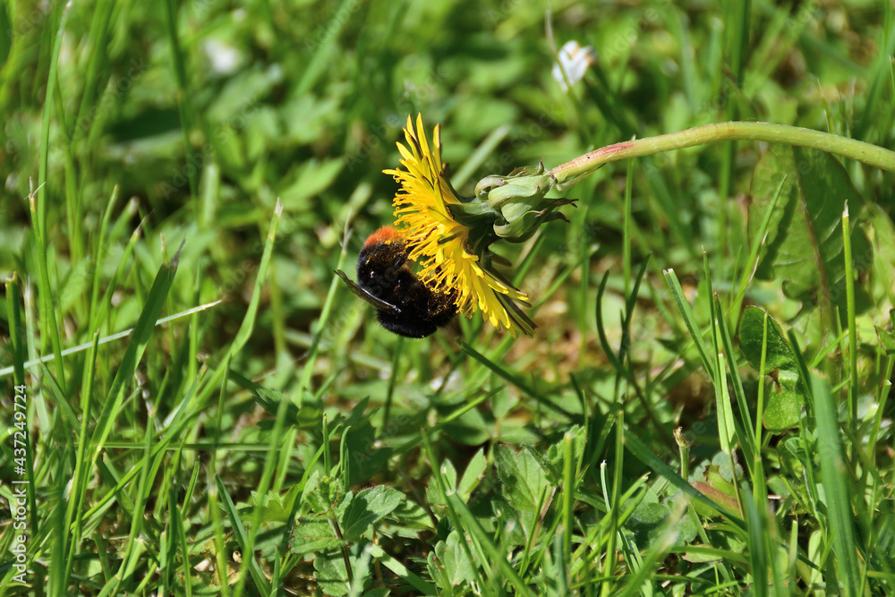 A fluffy bumblebee in yellow pollen collects nectar from a dandelion on a green lawn, direct sunlight. A fluffy bumblebee in yellow pollen collects nectar from a dandelion on a green lawn, direct sunlight.