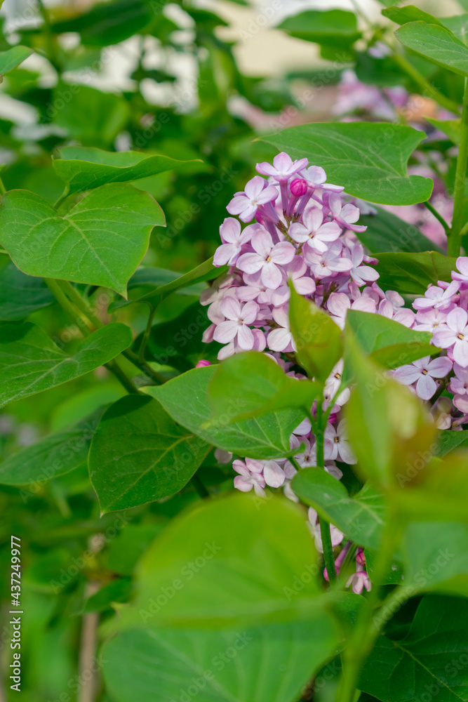 flowers in the garden