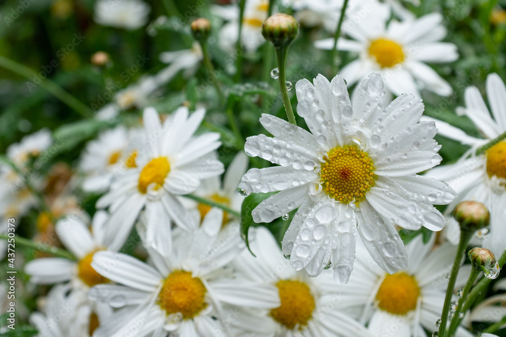 Obraz premium Rain drops on flower
