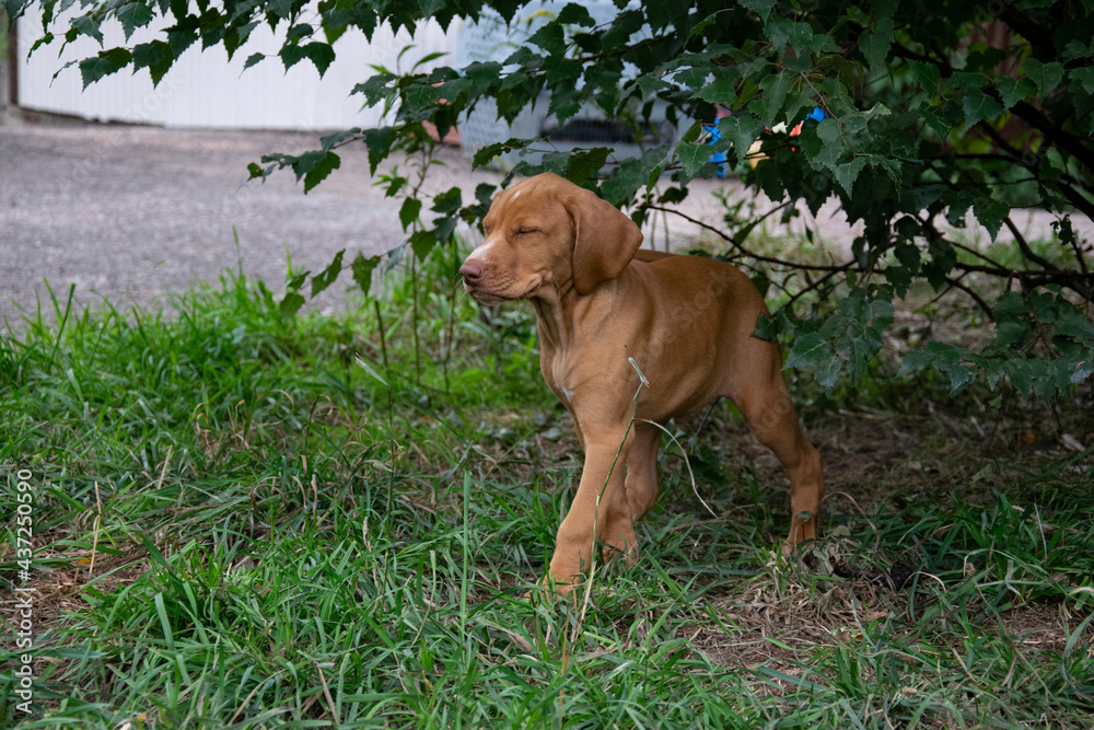 dog in the grass