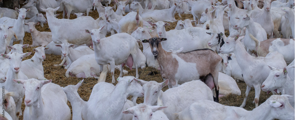 Goats at goat farm Netherlands. Agriculture.
