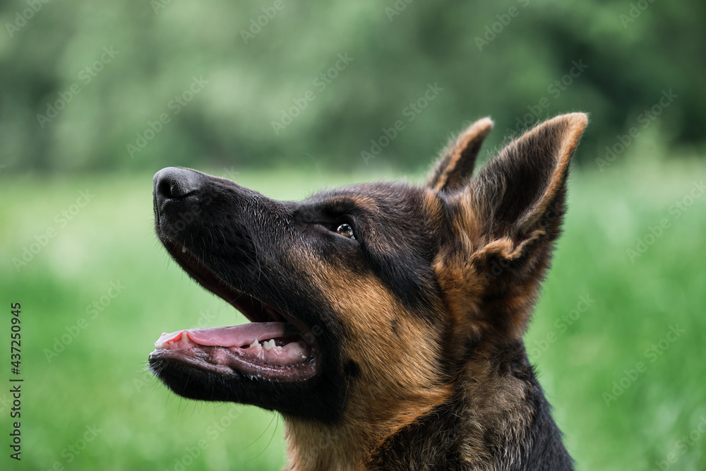 Young thoroughbred dog. Puppy for desktop screensaver or for puzzle. Charming black and red German Shepherd puppy sits in green grass and looks carefully to side with its tongue sticking out.