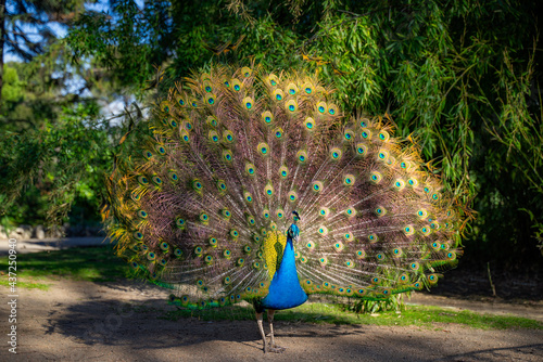 peacock with feathers