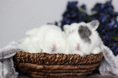 Baby Holland Lop Bunnies BEW Magpie Blue Eyes