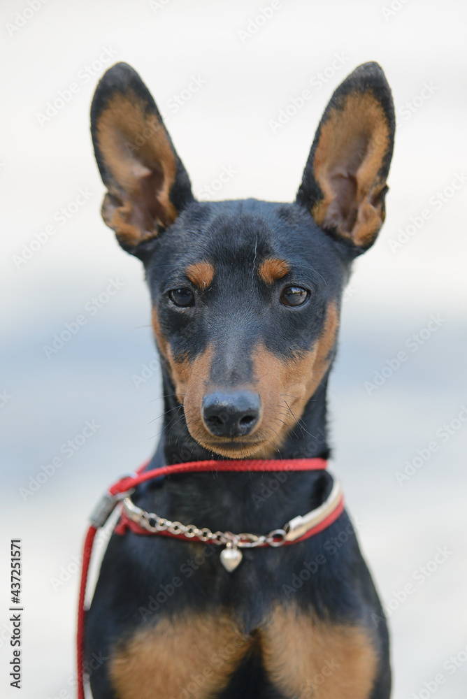 The miniature pinscher sits with erect ears with a collar, amulet and a pendant with a heart, portrait The miniature pinscher sits with erect ears with a collar, amulet and a pendant with a heart, portrait