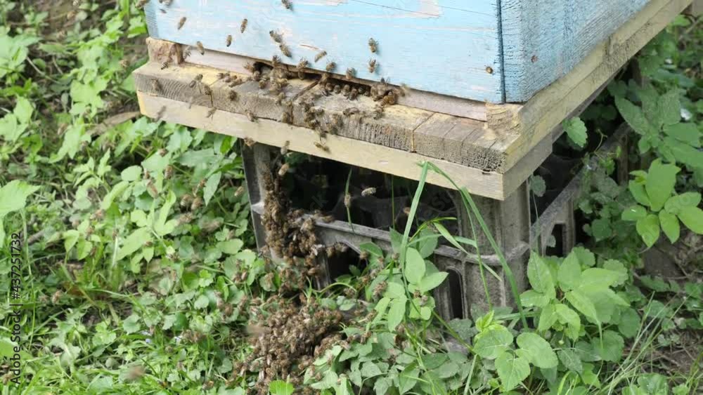 Thousands of bees fly out of the hive onto the grass and begin to form a swarm of bees Thousands of bees fly out of the hive onto the grass and begin to form a swarm of bees