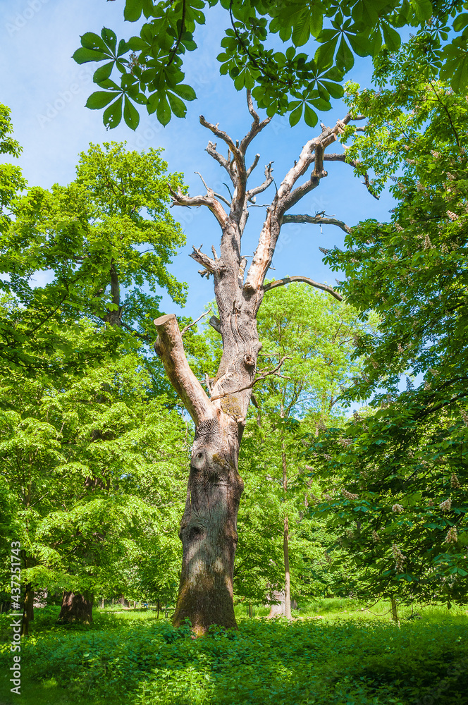 Naklejka premium Hannover Tiergarten