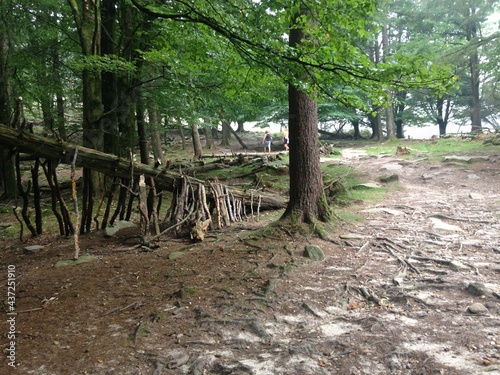 path in the forest