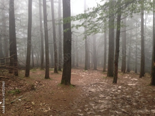 forest in fog