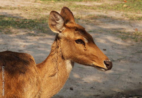 Portrait of Thai deer