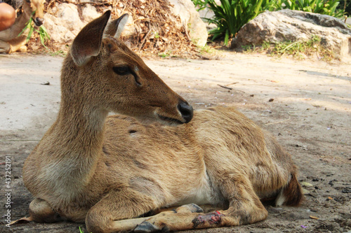 Portrait of Thai deer