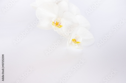  White orchid Phalaenopsis Adelaide on a white background. blur and selective focus