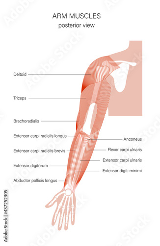 Muscular system arms