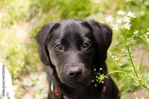 beautiful head portrait of a black labrador retriever puppy in the garden