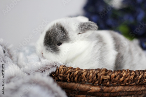 Baby Holland Lop Bunnies BEW Magpie Blue Eyes
