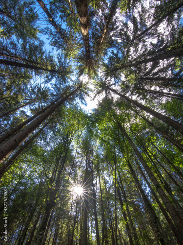 tall trees with a rising sun on a forest background © fotomaster