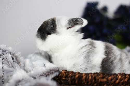 Baby Holland Lop Bunnies BEW Magpie Blue Eyes