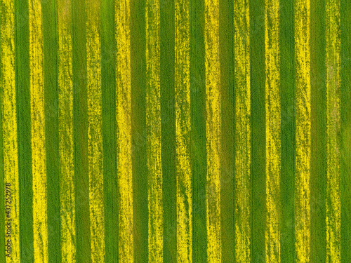 Top view of striped rapeseed field.