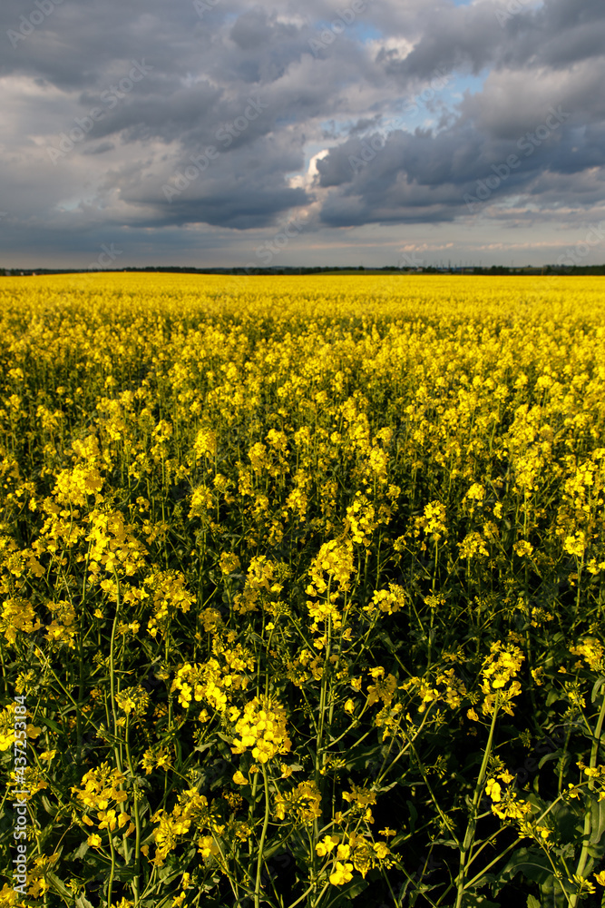 Obraz premium Blooming rapeseed flower against cloudy sky.