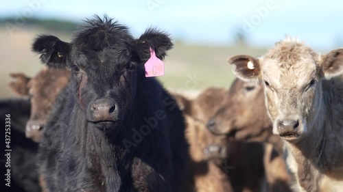 Murray grey and Angus weaners staring at the camera  photo