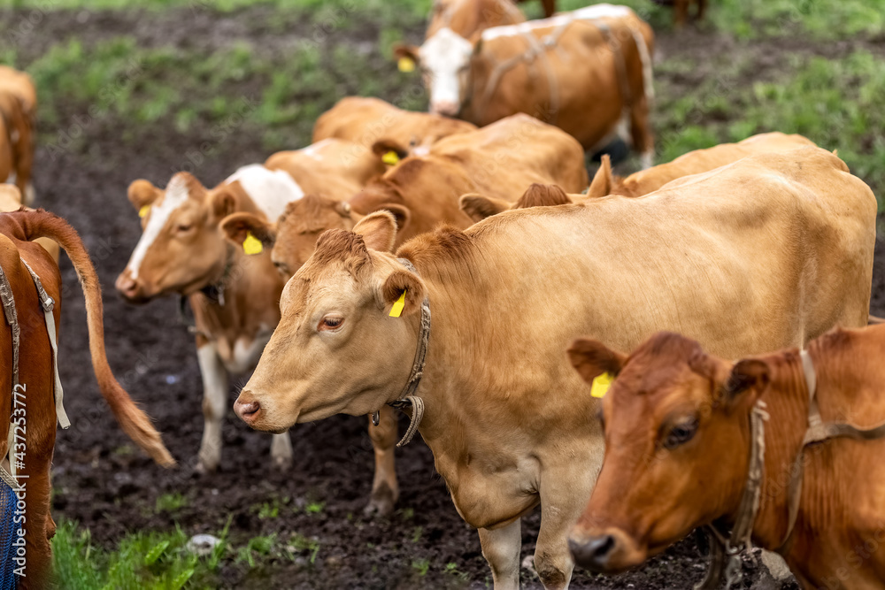 Cows graze on the pasture. Cattle. Cows eat grass. Agriculture. High quality photo Cows graze on the pasture. Cattle. Cows eat grass. Agriculture. High quality photo