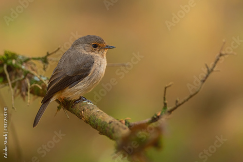Dusky-brown Flycatcher - Muscicapa adusta, beautiful small brown perching bird from African woodlands and hills, Bale mountains, Ethiopia.
