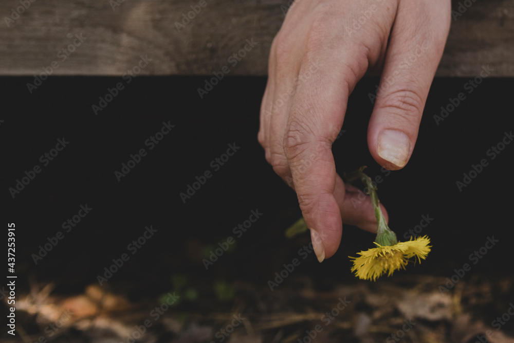 Fototapeta premium Matte. A relaxed female brush hanging from a wooden board, a yellow flower hangs gently from the tip of the fingers.