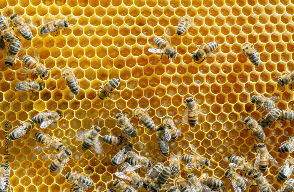 Worker bees on honeycombs with fresh raw honey. Worker bees on honeycombs with fresh raw honey.
