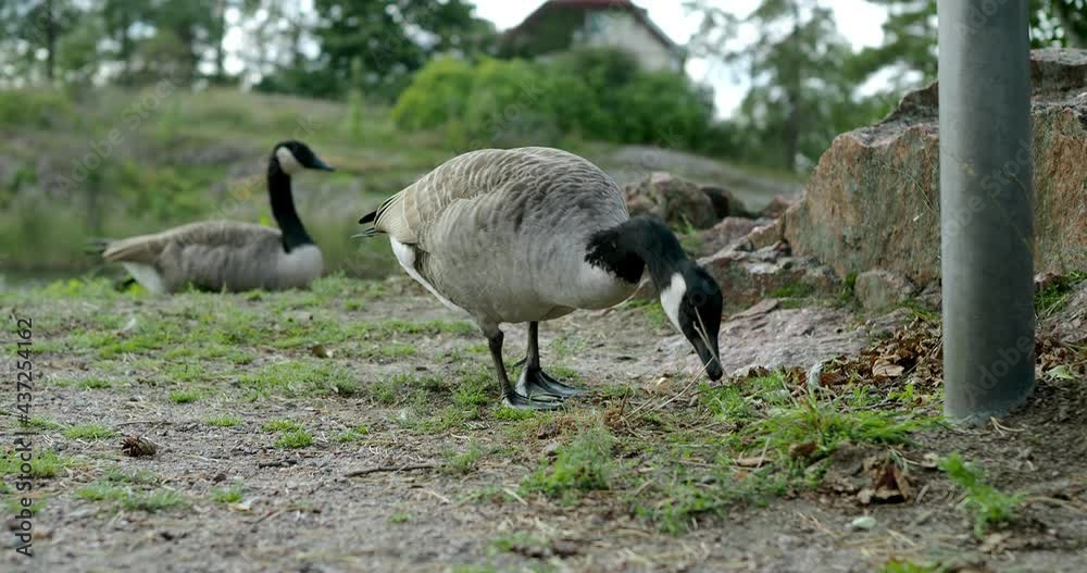 Canada goose eating grass in a park. Another Canada goose is laying on the ground. Canada goose eating grass in a park. Another Canada goose is laying on the ground.