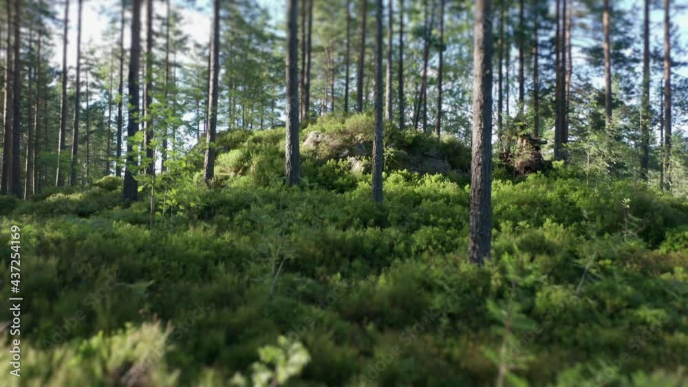 A flight through the airy pine forest where grass blades and bushes are swaying in the shadows. The sun rays beaming from above. Protruding stones are visible on the surface of the hill. A flight through the airy pine forest where grass blades and bushes are swaying in the shadows. The sun rays beaming from above. Protruding stones are visible on the surface of the hill.