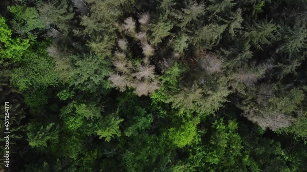 Aerial circling shot of forest dieback in nature during hot summer day in Europe. Trees drying outdoors in sunlight. Ascend shot. Aerial circling shot of forest dieback in nature during hot summer day in Europe. Trees drying outdoors in sunlight. Ascend shot.