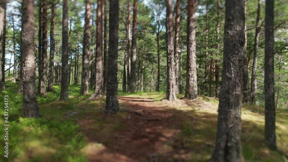 A slow immersion into the pine forest, tall trees stretching up to the sky, light grass blades are swaying in the wind, and blue sky is seen beyond. The trail is strewn with pine needles. A slow immersion into the pine forest, tall trees stretching up to the sky, light grass blades are swaying in the wind, and blue sky is seen beyond. The trail is strewn with pine needles.