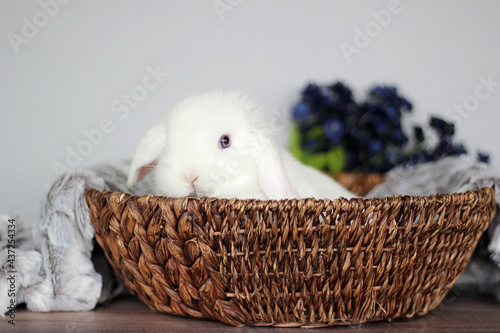 Baby Holland Lop Bunnies BEW Magpie Blue Eyes