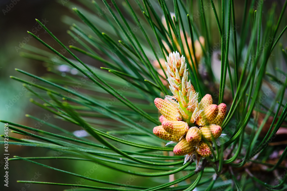 Blooming pine tree detail Blooming pine tree detail