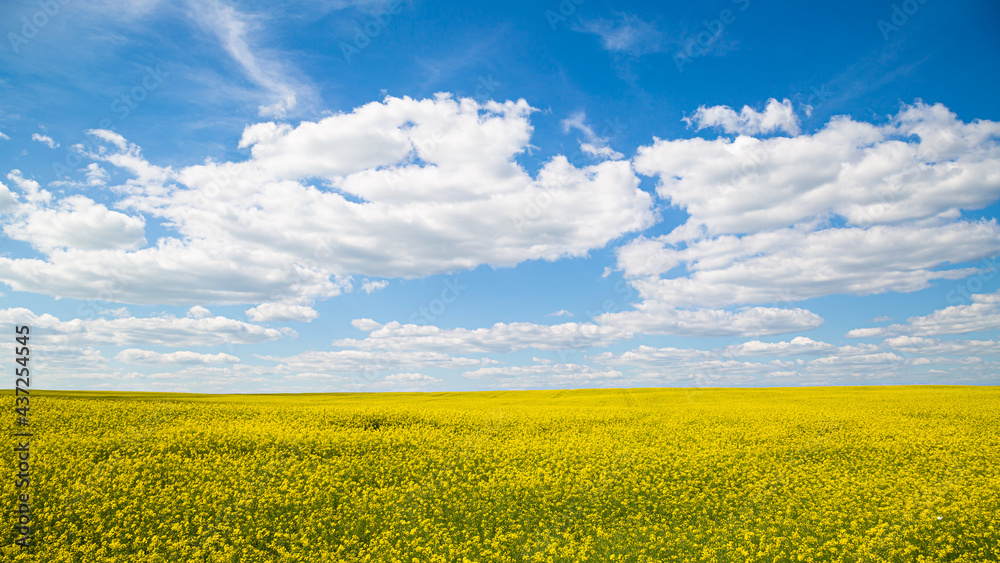 A field with blooming buckwheat. Summer field with flowers A field with blooming buckwheat. Summer field with flowers