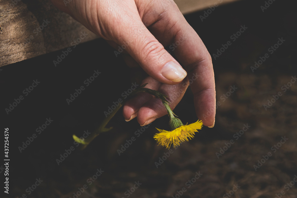 Fototapeta premium Matte. A relaxed female brush hanging from a wooden board, a yellow flower hangs gently from the tip of the fingers.