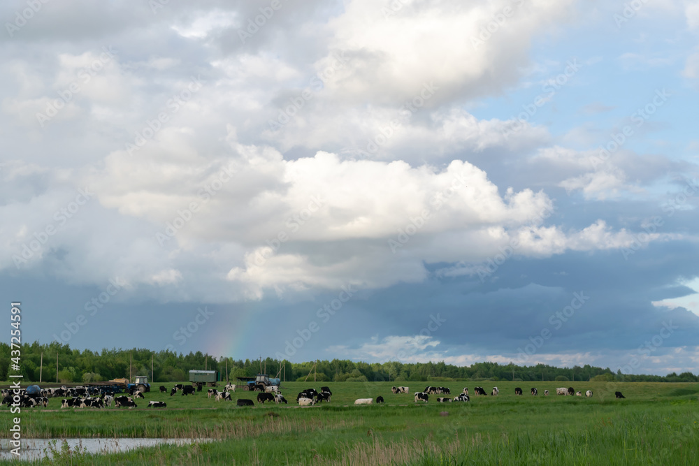A herd of cows grazes on a pasture with green meadow grass. After the rain, a rainbow and many cumulus white clouds are visible in the sky. Farming agriculture. Horizontal photo.
A herd of cows grazes on a pasture with green meadow grass. After the rain, a rainbow and many cumulus white clouds are visible in the sky. Farming agriculture. Horizontal photo.