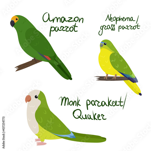 Set of parrot - amazon, neophema grass , monk quaker , in cartoon style on white background. Vector hand drawn illustration.