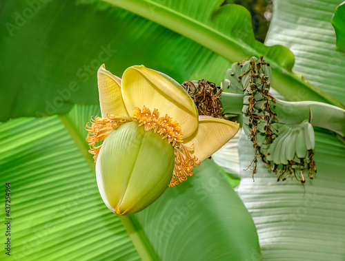 Foto Blooming Japanese Banana (scientific name Musa Basjoo)